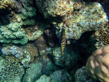 Kızıl Deniz 'deki mercan resiflerinin ilginç sakinleri.