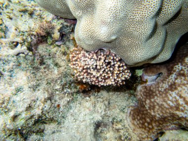 Kızıl Deniz 'deki mercan resiflerinin ilginç sakinleri.