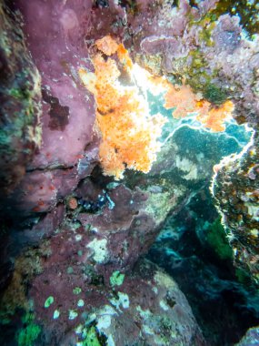 Kızıl Deniz 'deki mercan resiflerinin ilginç sakinleri.
