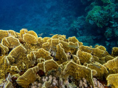 Kızıl Deniz 'deki mercan resiflerinin ilginç sakinleri.