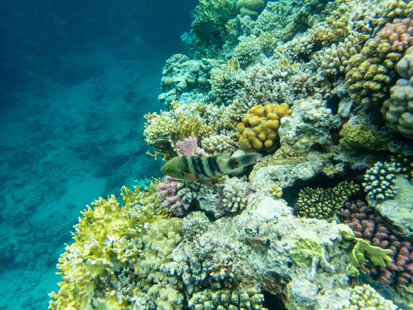 Interessante Innbyggere Korallrev Rødehavet – stockfoto