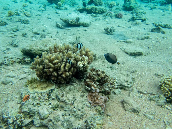 Interesting Inhabitants Coral Reef Red Sea — Stock Photo, Image