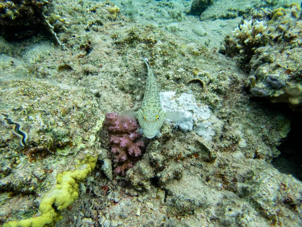 Интересные Обитатели Кораллового Рифа Красном Море — стоковое фото