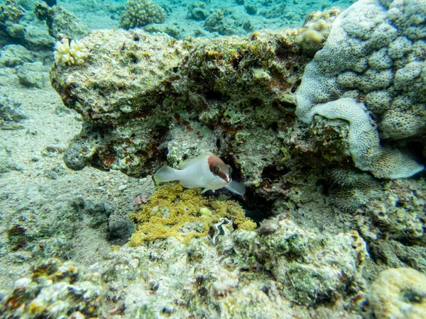 Habitants Intéressants Récif Corallien Dans Mer Rouge — Photo