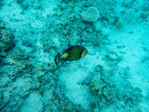 紅海のサンゴ礁の興味深い住民 — ストック写真