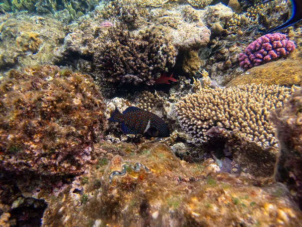 Intressanta Invånare Ett Korallrev Röda Havet — Stockfoto