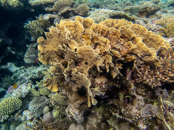 Interessante Innbyggere Korallrev Rødehavet – stockfoto