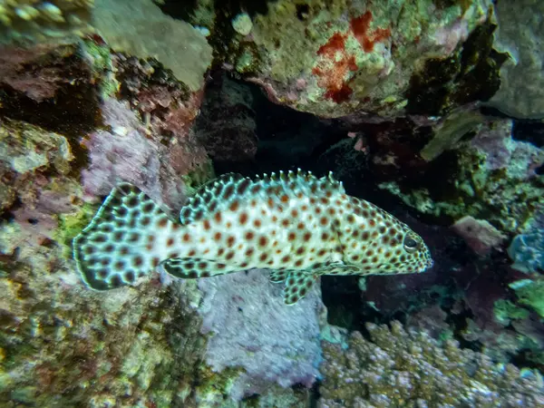 Ciekawi Mieszkańcy Rafy Koralowej Morzu Czerwonym — Zdjęcie stockowe