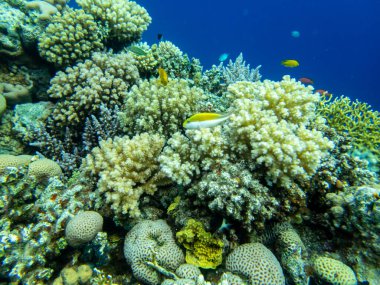 İnanılmaz güzel mercanlar ve Kızıl Deniz 'deki mercan resiflerinin sakinleri..