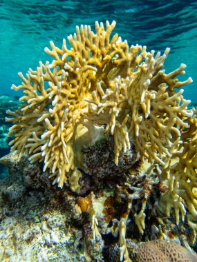 İnanılmaz güzel mercanlar ve Kızıl Deniz 'deki mercan resiflerinin sakinleri..