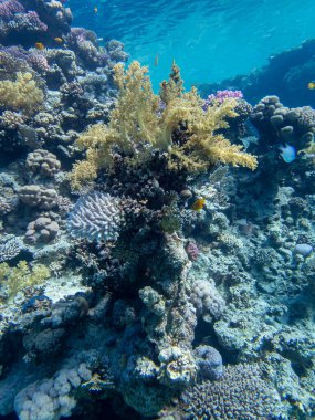 İnanılmaz güzel mercanlar ve Kızıl Deniz 'deki mercan resiflerinin sakinleri..
