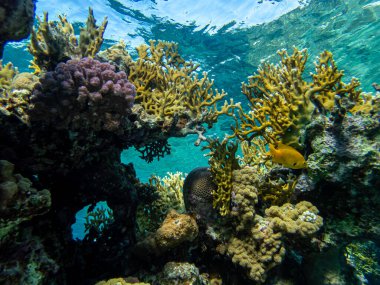 İnanılmaz güzel mercanlar ve Kızıl Deniz 'deki mercan resiflerinin sakinleri..