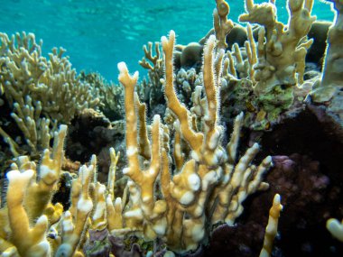 İnanılmaz güzel mercanlar ve Kızıl Deniz 'deki mercan resiflerinin sakinleri..