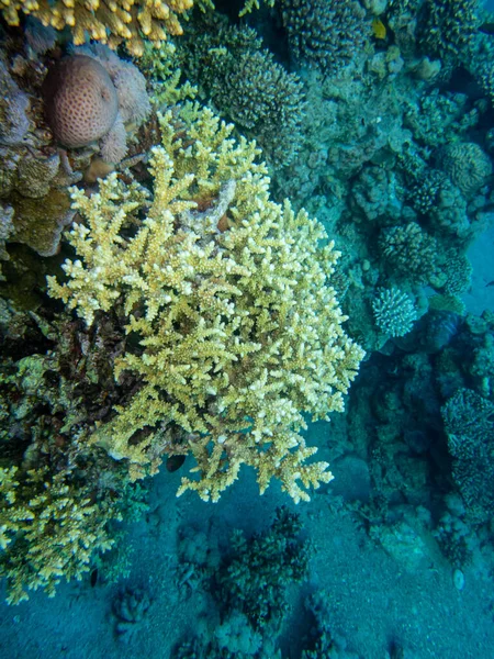 Фантастически Красивые Кораллы Обитатели Кораллового Рифа Красном Море — стоковое фото