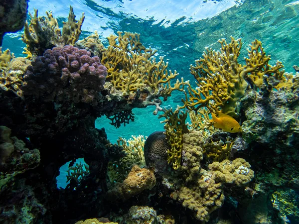 İnanılmaz güzel mercanlar ve Kızıl Deniz 'deki mercan resiflerinin sakinleri..