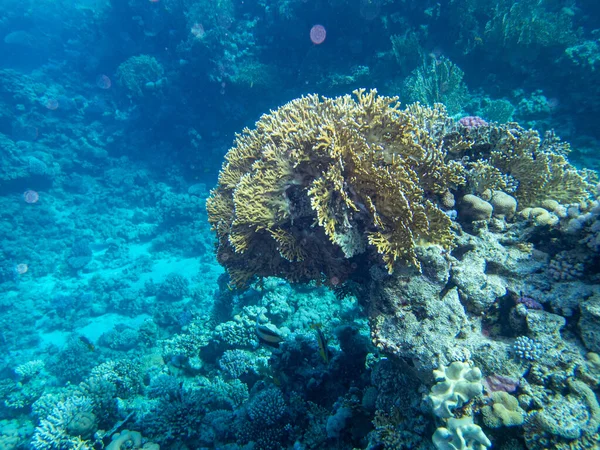 Фантастично Красиві Корали Жителі Коралового Рифу Червоному Морі — стокове фото