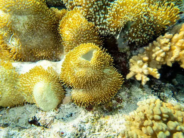Fantastiskt Vackra Koraller Och Invånare Korallrevet Röda Havet — Stockfoto