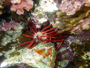 Phyllacanthus emperialis - Kirpi arkadaşı - İmparatorluk deniz kestanesi - İmparatorluk deniz kestanesi - Kalem deniz kestanesi