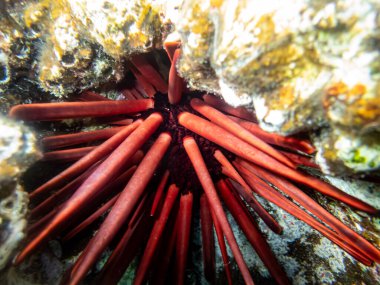 Phyllacanthus emperialis - Kirpi arkadaşı - İmparatorluk deniz kestanesi - İmparatorluk deniz kestanesi - Kalem deniz kestanesi