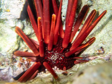 Phyllacanthus emperialis - Kirpi arkadaşı - İmparatorluk deniz kestanesi - İmparatorluk deniz kestanesi - Kalem deniz kestanesi