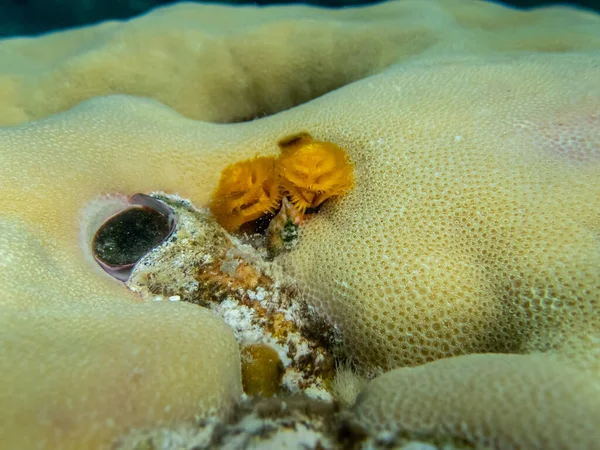 红海珊瑚礁中明亮的蜘蛛龙 — 图库照片