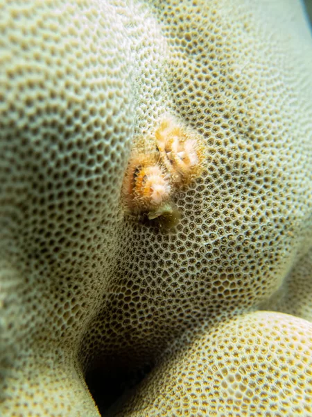 Spirobranchus Giganteus Lumineux Dans Récif Corallien Mer Rouge — Photo