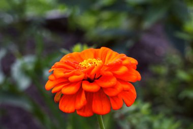 Kharkov çiçek tarhında Zinnia