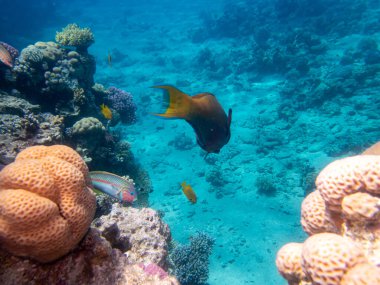 Kızıl Deniz 'deki mercan resiflerinin olağanüstü güzel sakinleri.