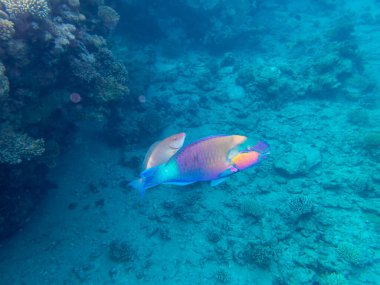 Kızıl Deniz 'deki mercan resiflerinin olağanüstü güzel sakinleri.
