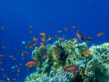 Kızıl Deniz 'deki mercan resiflerinin olağanüstü güzel sakinleri.