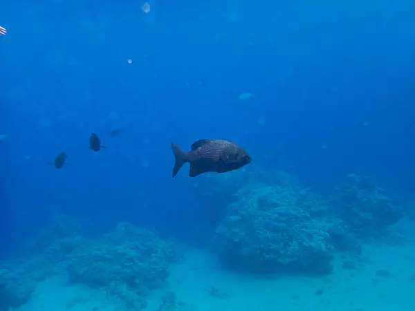 Fantastiskt Vackra Invånare Korallrevet Röda Havet — Stockfoto