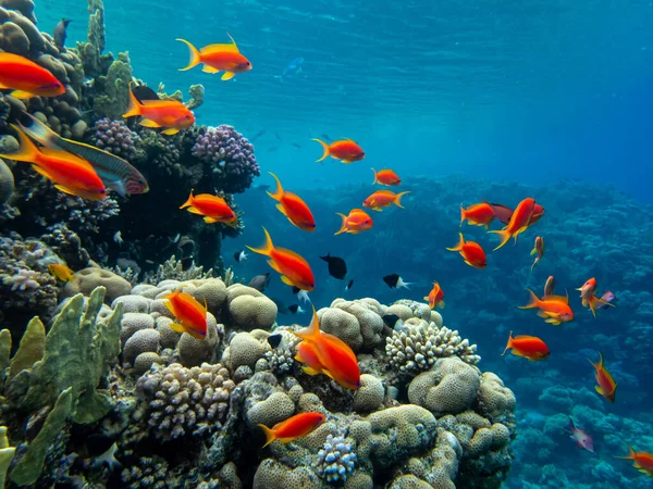 Vörös Tengeri Korallzátony Mesésen Gyönyörű Lakói Jogdíjmentes Stock Képek