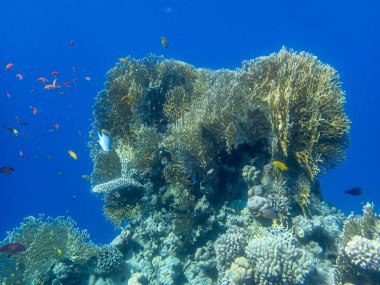 Kızıl Deniz 'deki mercan resiflerinin olağanüstü güzel sakinleri.