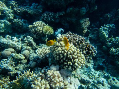 Kızıl Deniz 'deki mercan resiflerinin olağanüstü güzel sakinleri.