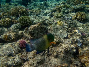 Kızıl Deniz 'deki mercan resiflerinin olağanüstü güzel sakinleri.