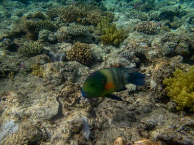 Kızıl Deniz 'deki mercan resiflerinin olağanüstü güzel sakinleri.