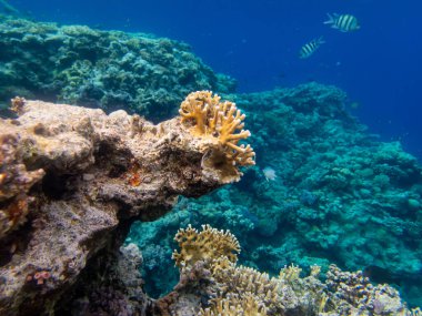 Kızıl Deniz 'deki mercan resiflerinin olağanüstü güzel sakinleri.