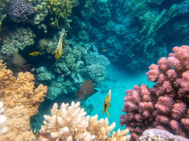 Kızıl Deniz 'deki mercan resiflerinin olağanüstü güzel sakinleri.