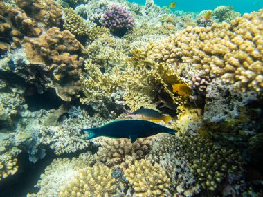 Kızıl Deniz 'deki mercan resiflerinin olağanüstü güzel sakinleri.
