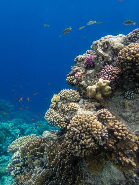 Kızıl Deniz 'deki mercan resiflerinin olağanüstü güzel sakinleri.