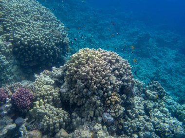 Kızıl Deniz 'deki mercan resiflerinin olağanüstü güzel sakinleri.