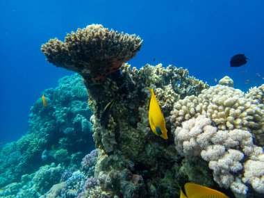 Kızıl Deniz 'deki mercan resiflerinin olağanüstü güzel sakinleri.