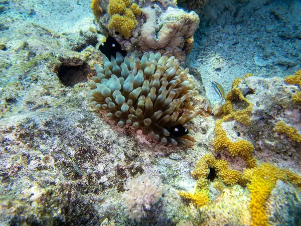Vörös Tengeri Korallzátony Mesésen Gyönyörű Lakói — Stock Fotó