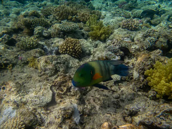 Kızıl Deniz 'deki mercan resiflerinin olağanüstü güzel sakinleri.