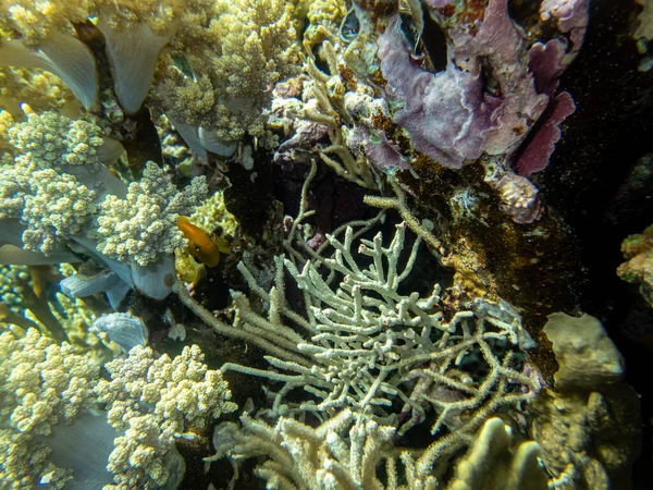 홍해의 산호초의 아름다운 — 스톡 사진