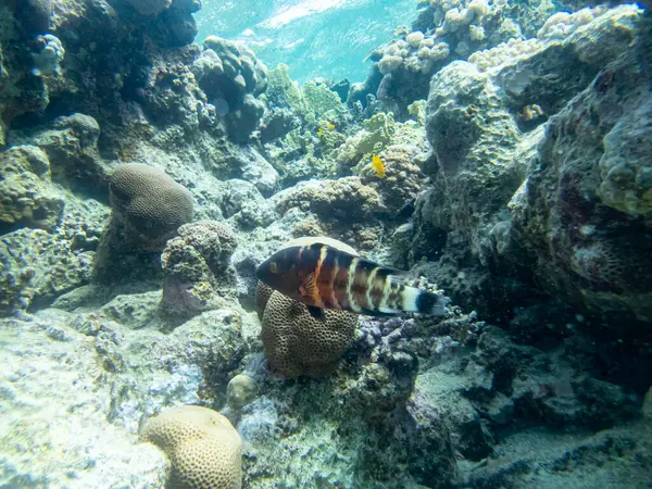紅海のサンゴ礁の美しい住民たち — ストック写真