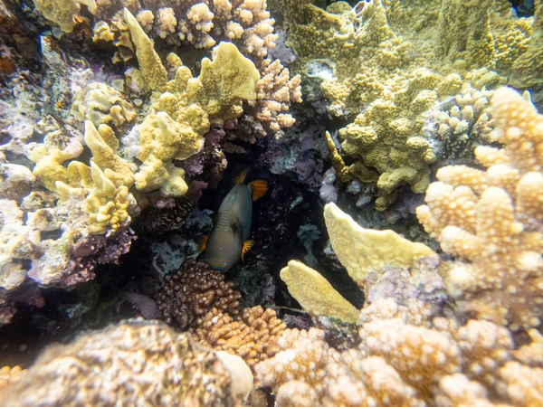 Fabelhaft Schöne Bewohner Des Korallenriffs Roten Meer — Stockfoto