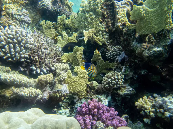 stock image Fabulously beautiful inhabitants of the coral reef in the Red Sea