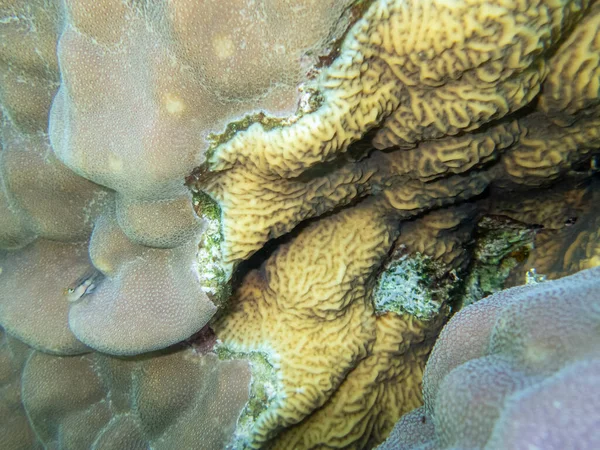 红海珊瑚礁上美丽得惊人的居民 — 图库照片
