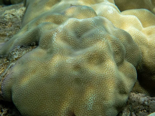 Сказочно Красивые Обитатели Кораллового Рифа Красном Море — стоковое фото